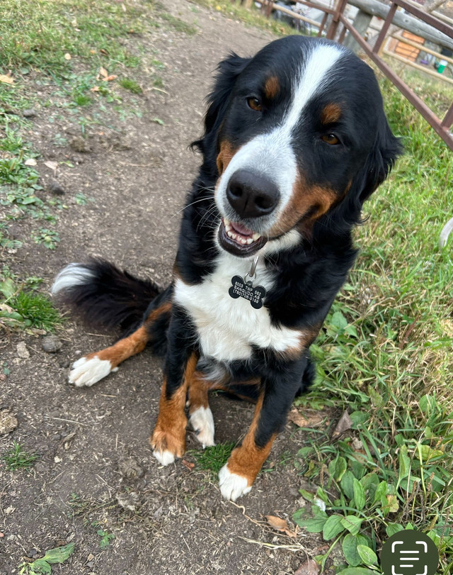 Missing Bernese Mountain Dog in Other Pets for Rehoming in Edmonton - Image 2