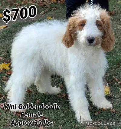 Mini Goldendoodle puppies - Toy Yorkiepoo puppies, View more
