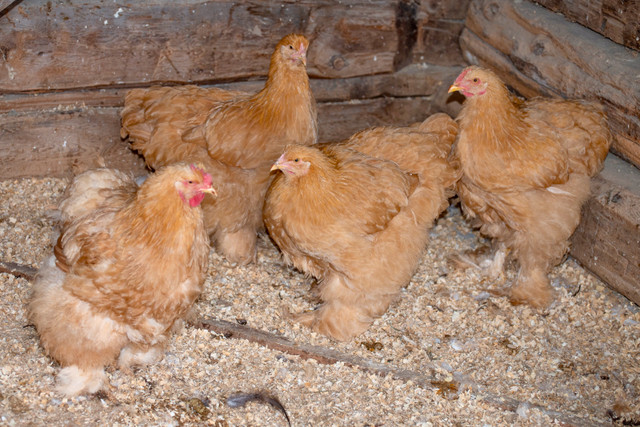 hatching eggs containing purebreds in Livestock in Ottawa - Image 3
