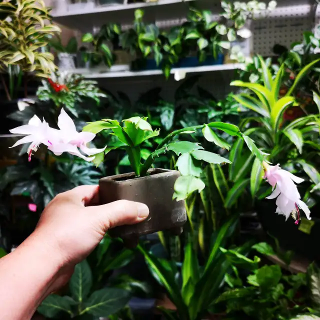 Christmas Cactus with 4" ceramic animal pot in Plants, Fertilizer & Soil in City of Toronto - Image 5