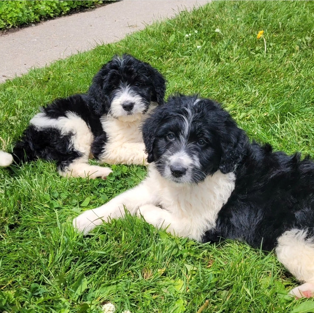 Bernedoodles and Bernese Dogs & Puppies for Rehoming Kingston Kijiji