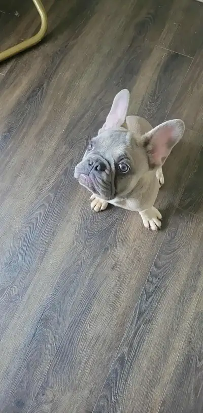 Adorable 18-Week-Old Male French Bulldog Puppy, View more