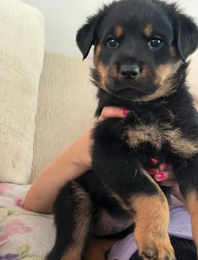 Rottweiler Puppies 2F 2M in Dogs & Puppies for Rehoming in Oakville / Halton Region - Image 8