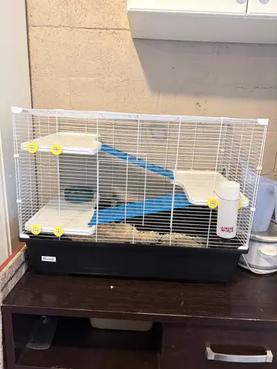 2male rats with cage, View more