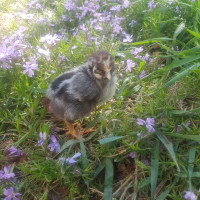 Pure bred silver laced Wyandotte chicks for sale!