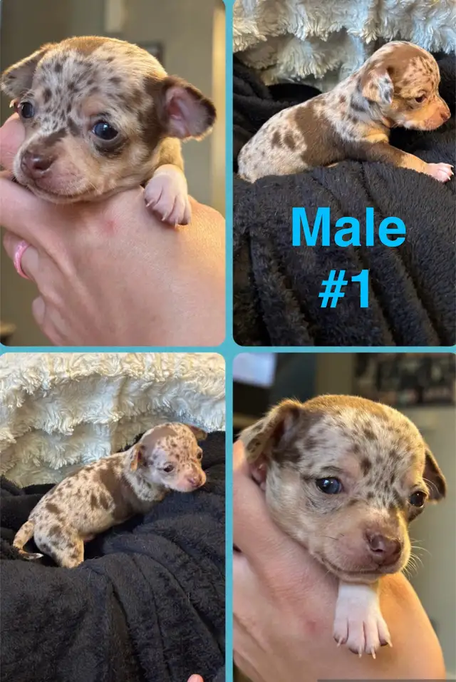 chihuahua puppies in Dogs & Puppies for Rehoming in London - Image 6