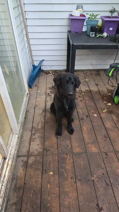 Border Collie Husky Bernese 6 month pup, View more