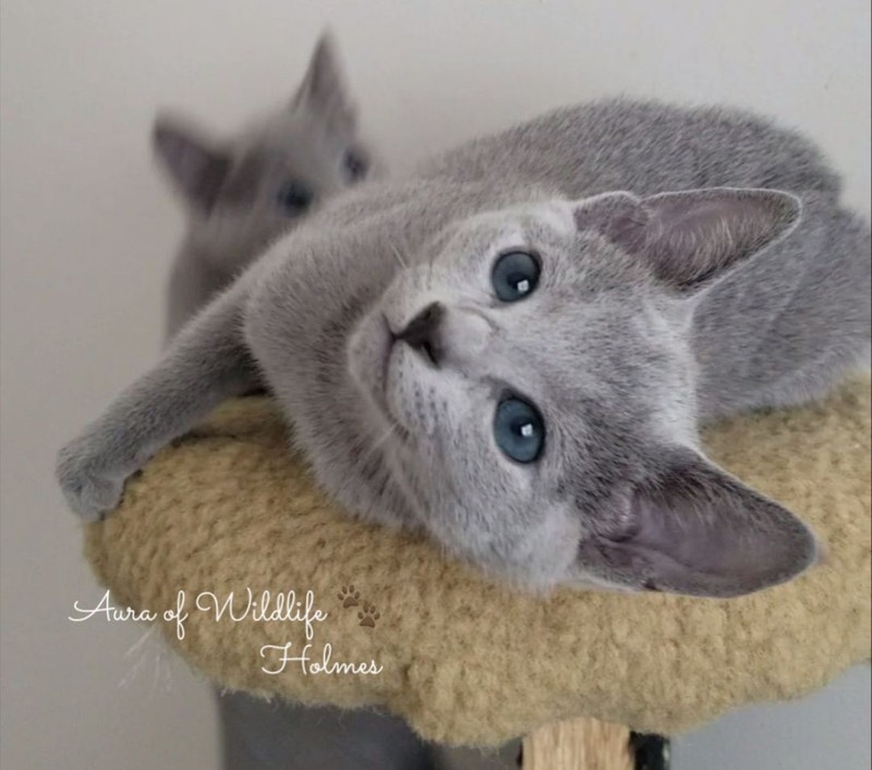 TICA registered Russian blue kittens waitlist! Cats & Kittens for
