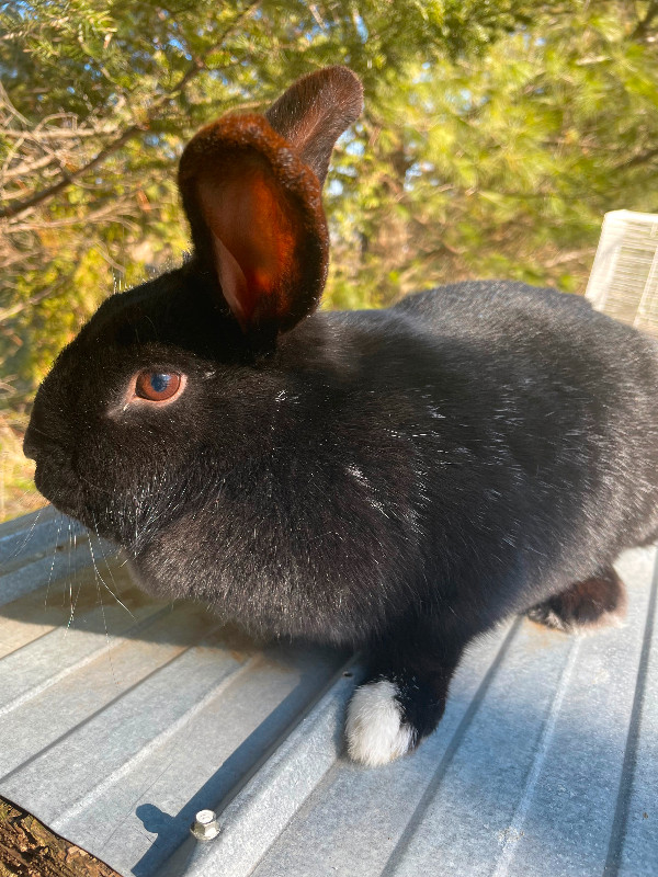 Lapine prête pour l’adoption dans Animaux de ferme  à Drummondville