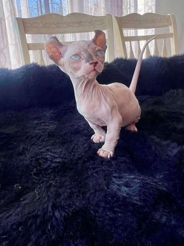 SPHYNX dwelf in Cats & Kittens for Rehoming in Longueuil / South Shore - Image 6