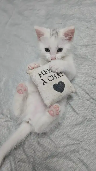Vaccinée et vermifugé Agora x Bengal chatons, View more