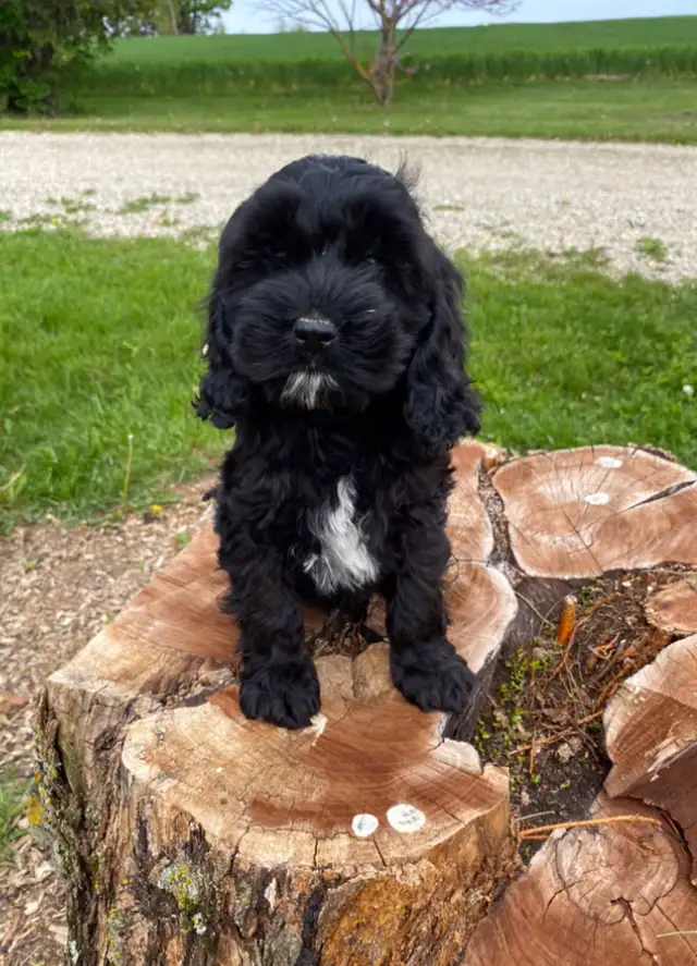 mini Cockapoo puppies  in Dogs & Puppies for Rehoming in Oakville / Halton Region - Image 8