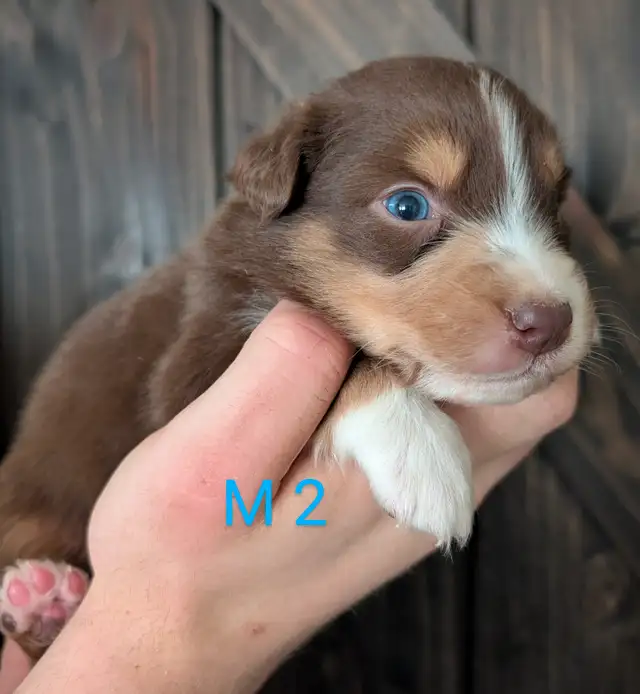 Berger australien prêt a partir in Dogs & Puppies for Rehoming in City of Montréal - Image 3
