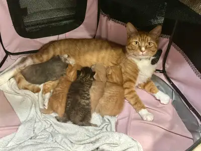 chatons sociable affectueux affectueuse  et joueur/ kittens, View more