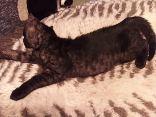 Chaton pour adoption in Cats & Kittens for Rehoming in Laurentides - Image 4
