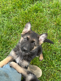Pure GSD Puppies 