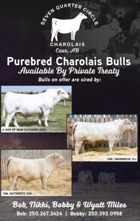 Purebred Registered Yearling Charolais Bulls Available
