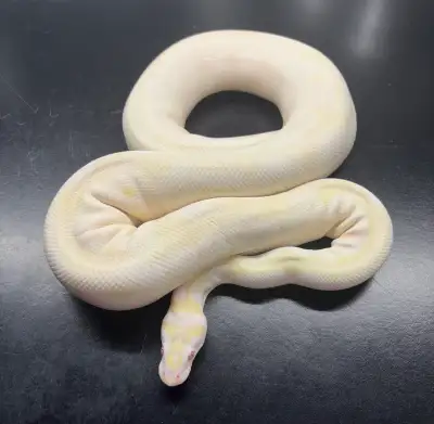 All Eating Live Rats! Male was purchased from Mutation Creation. Females were produced by us. Make m...