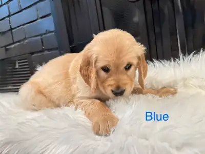 5 week old Golden Retriever Pups (8 weeks old to pick up), View more