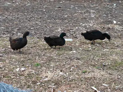 I have ducks and geese for sale. 30$each or I'd be interested in trading for guinea fowl. Text 20487...