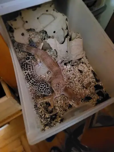 3 geckos for 50$ each spring sale Moving sale... 80$ for 2 geckos [Aquarium enclosure available extr...