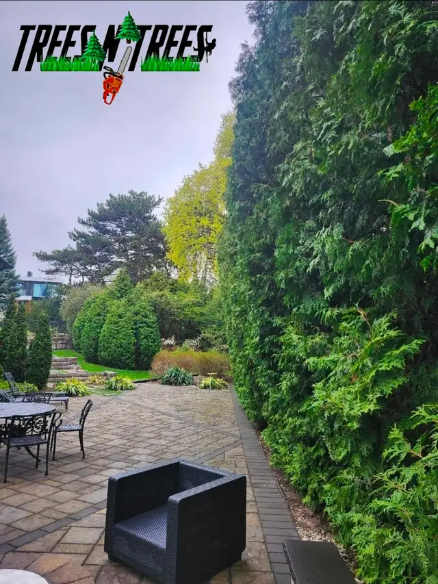 TREES N TREES CONTACT US NOW OPEN 24HRS / 647-700-4447 in Lawn, Tree Maintenance & Eavestrough in City of Toronto - Image 4