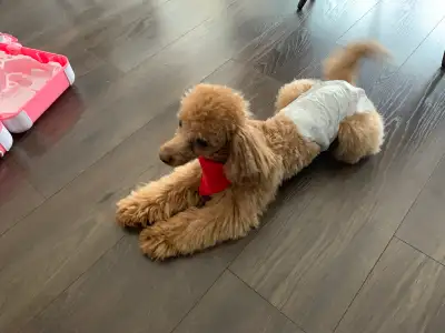 Mini Poodle for Rehoming, View more