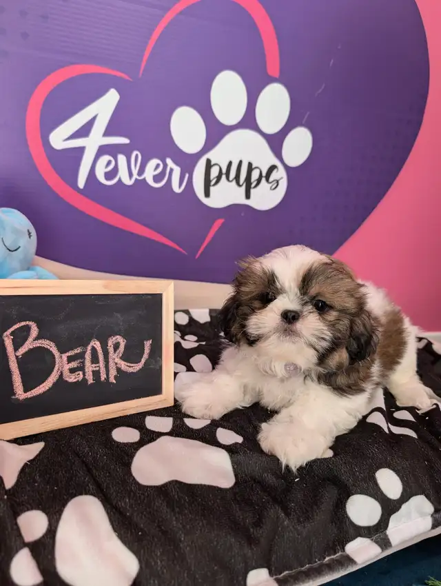Shih-tzu pure puppies June 29**HYPOALLERGENIC in Dogs & Puppies for Rehoming in West Island - Image 6