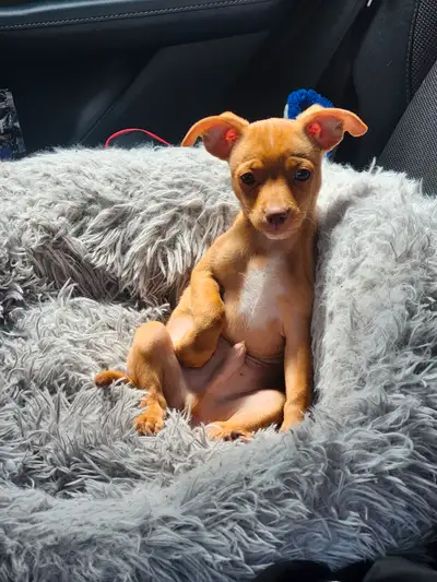 GOLDEN Puppy for sale!, View more