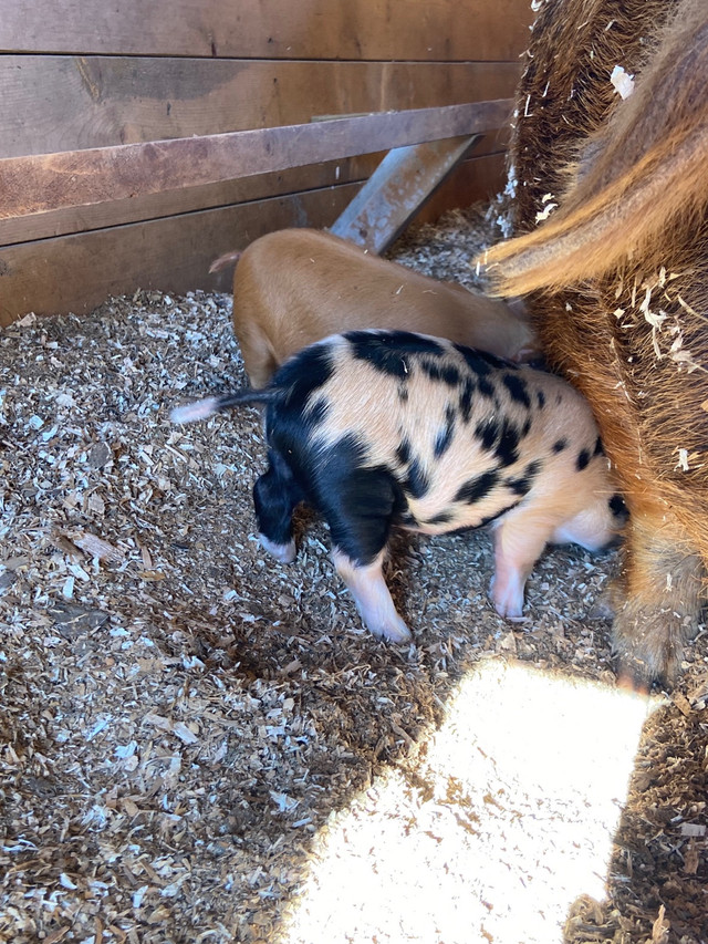 Kunekune piglets in Livestock in Abbotsford - Image 4