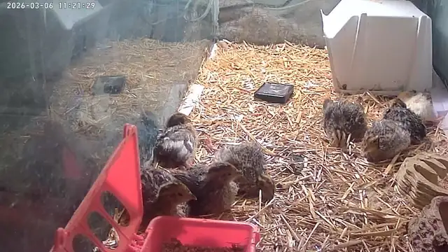 Quail eggs in Livestock in Hamilton - Image 6