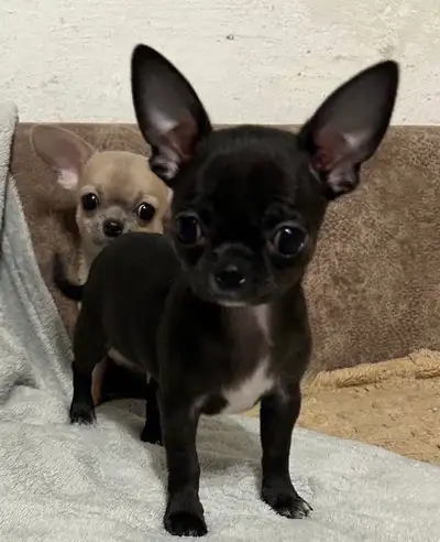 Chihuahua puppies (black, brown) females, View more