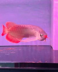 top quality Indonesia chilli red arowana arrived