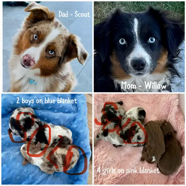 Australian Shepherd Mini Aussie 2 Left! in Dogs & Puppies for Rehoming in Strathcona County - Image 11