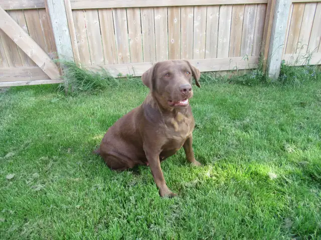 Chocolate Labrador Retriever in Dogs & Puppies for Rehoming in Woodstock - Image 4