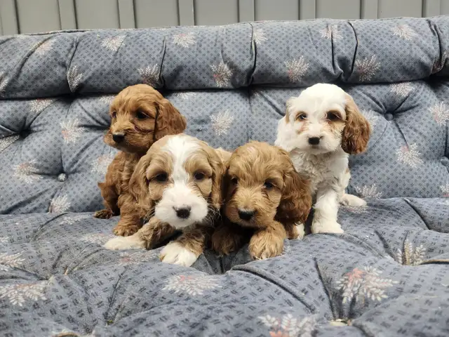 COCKAPOOO AND GOLDENDOODLE PUPPIES in Dogs & Puppies for Rehoming in Truro - Image 2