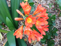 TEN Clivia Plants in One! Green Thumb Enthusiasts!