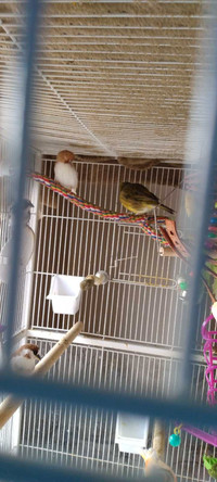 Wanted to buy. Spanish Timbrado Canary or Green Singing Finch.