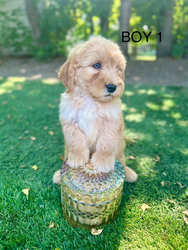 Mini  Goldendoodle in Dogs & Puppies for Rehoming in City of Toronto - Image 2