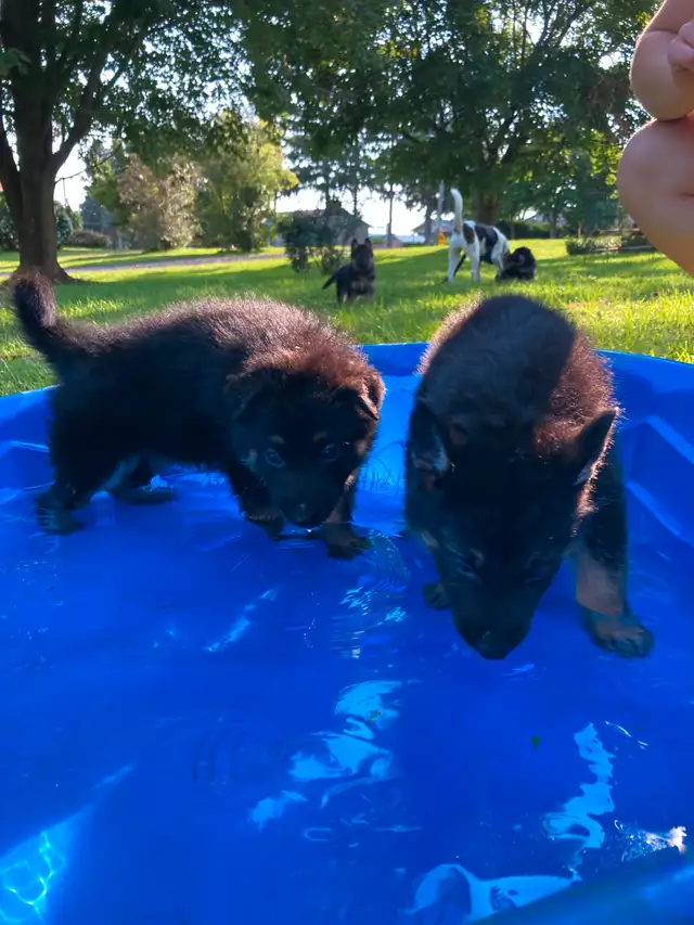 German Shepherds Puppies Berger Allemand Chiots in Dogs & Puppies for Rehoming in Longueuil / South Shore - Image 10
