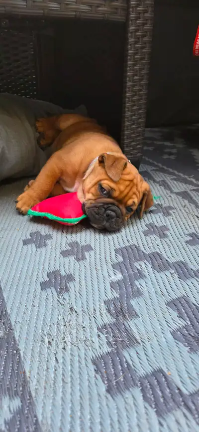 Continental Bulldog puppies, View more