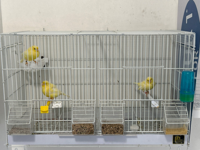 Femelles canaris 2023 dans Oiseaux à adopter  à Ville de Montréal