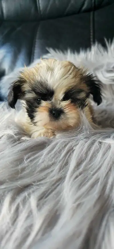Shih-Tzu petit, View more