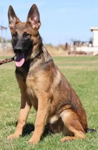 Wanted German shepherd mix or pure, View more
