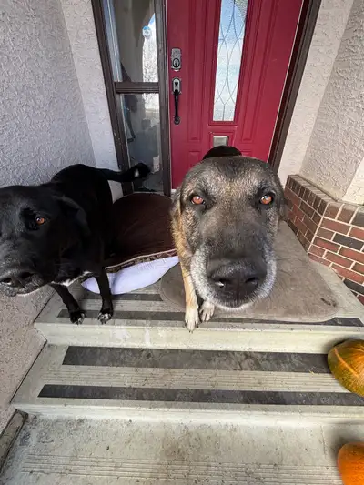 Acreage/ Farm dogs, View more