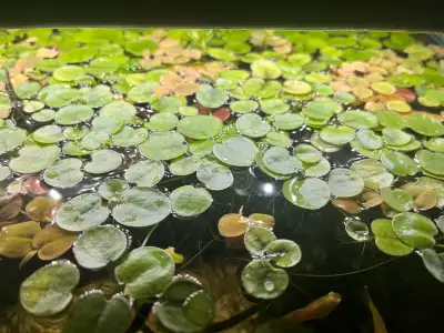 amazon frog bit floating plant-20 for 10$, View more