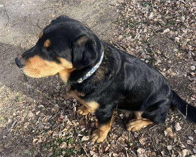 American Rottweiler, View more