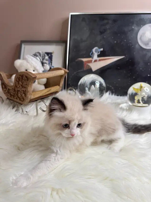 purebred ragdoll boy