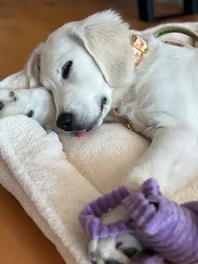 Magnifique femelle Golden English Cream de 5 mois, View more