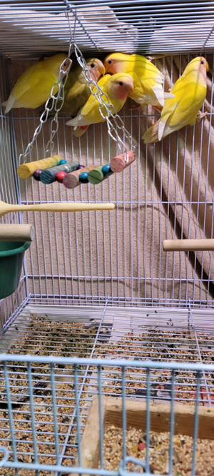 Lutino Lovebird | Adopt Birds Locally in Toronto (GTA) | Kijiji Classifieds
